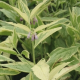 Foltz plant