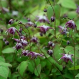Foltz plant