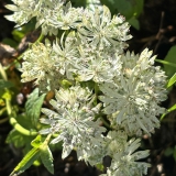 Foltz plant