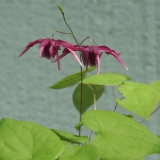 Foltz plant