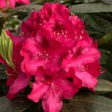 Foltz plant