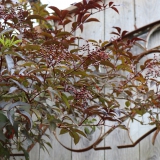 Foltz plant