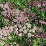 Foltz plant