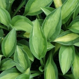 Foltz plant