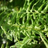 Foltz plant