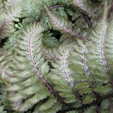 Foltz plant
