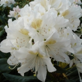 Foltz plant