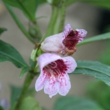 Foltz plant
