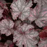 Foltz plant