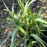 Foltz plant