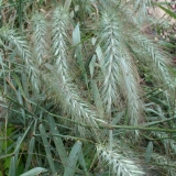 Foltz plant