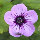 Foltz plant