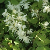 Foltz plant