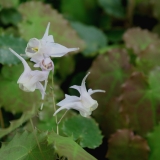 Foltz plant