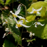 Foltz plant