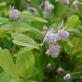 Foltz plant