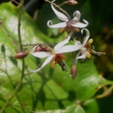 Foltz plant