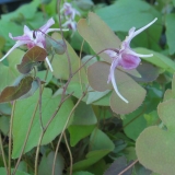 Foltz plant