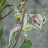Foltz plant