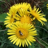 Foltz plant