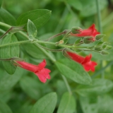 Foltz plant