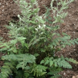 Foltz plant