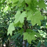 Foltz plant