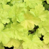 Foltz plant