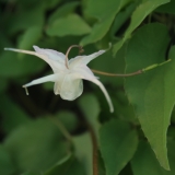 Foltz plant