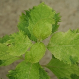 Foltz plant
