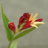 Foltz plant