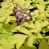 Foltz plant