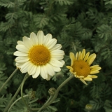 Foltz plant