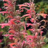 Foltz plant