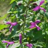 Foltz plant