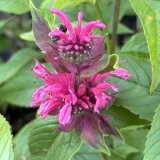 Foltz plant
