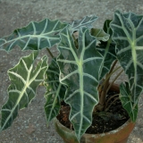 Foltz plant