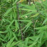 Foltz plant