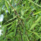 Foltz plant