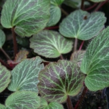 Foltz plant