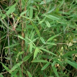 Foltz plant