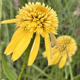 Foltz plant
