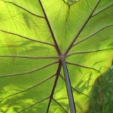 Foltz plant
