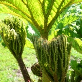 Foltz plant