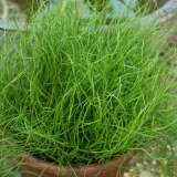Foltz plant