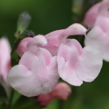Foltz plant