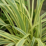 Foltz plant