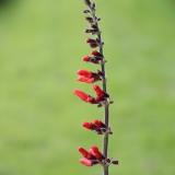 Foltz plant