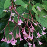 Foltz plant