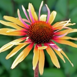 Foltz plant